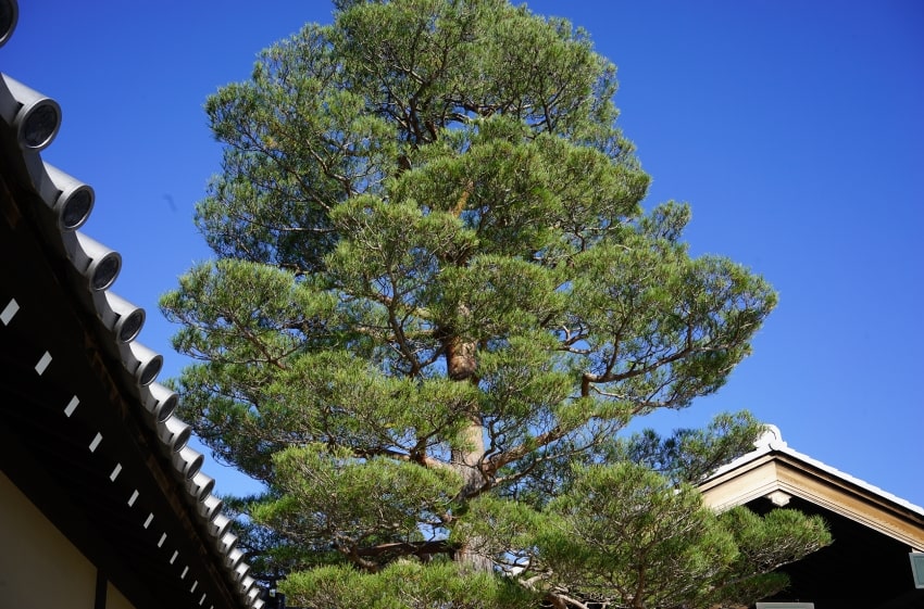 第2回 伝統庭園技法及び庭園視察研修会