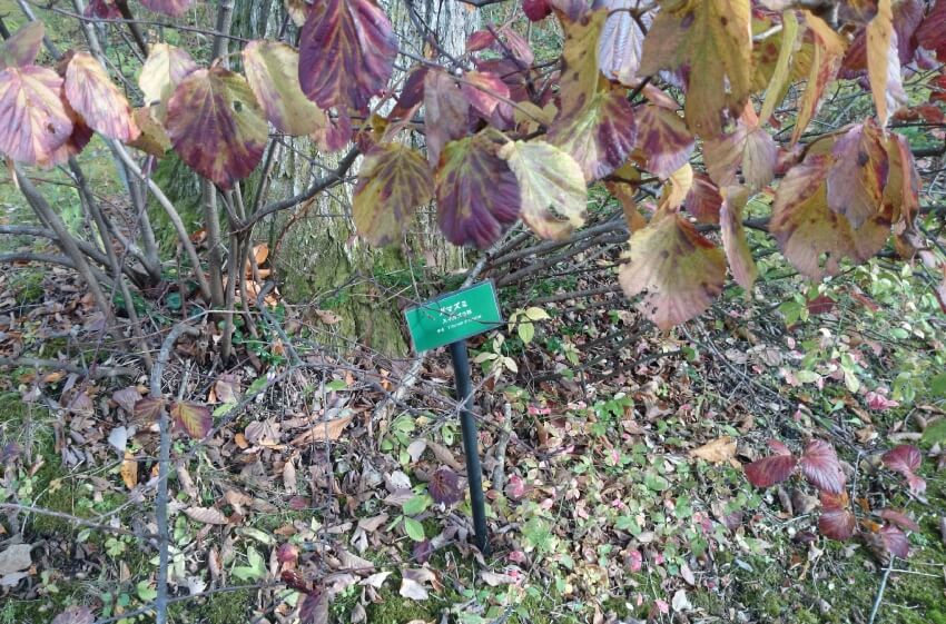 但馬高原植物園研修会
